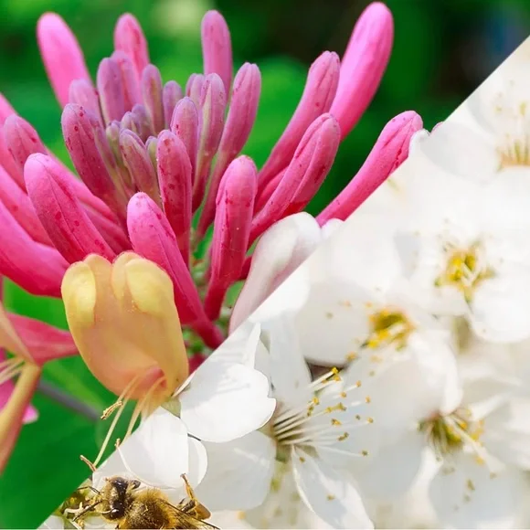 Lotion Bar - Honeysuckle Jasmine - Picture 1 of 1